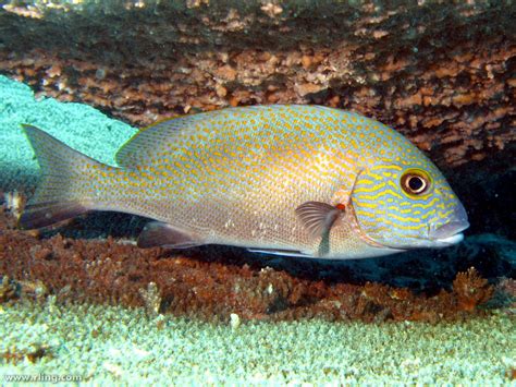 sweet lips fish|Plectorhinchus .
